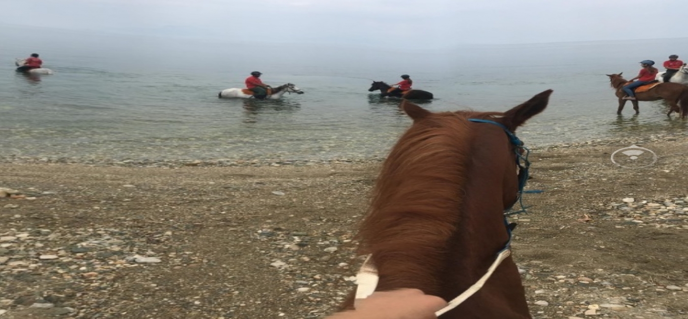 Swimming horseriding